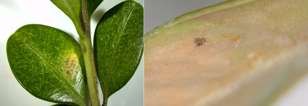 (Left) Feeding injury of the boxwood mite. (Right) A boxwood mite and eggs. 